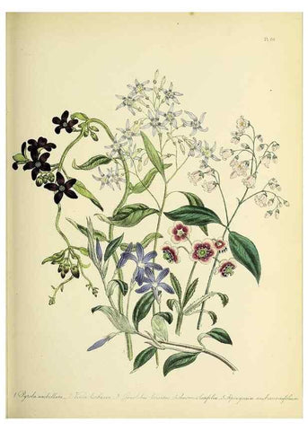 Reproducción/Reproduction 45850709905: The ladies' flower-garden of ornamental perennials.. London,W. Smith,1843-44.. 