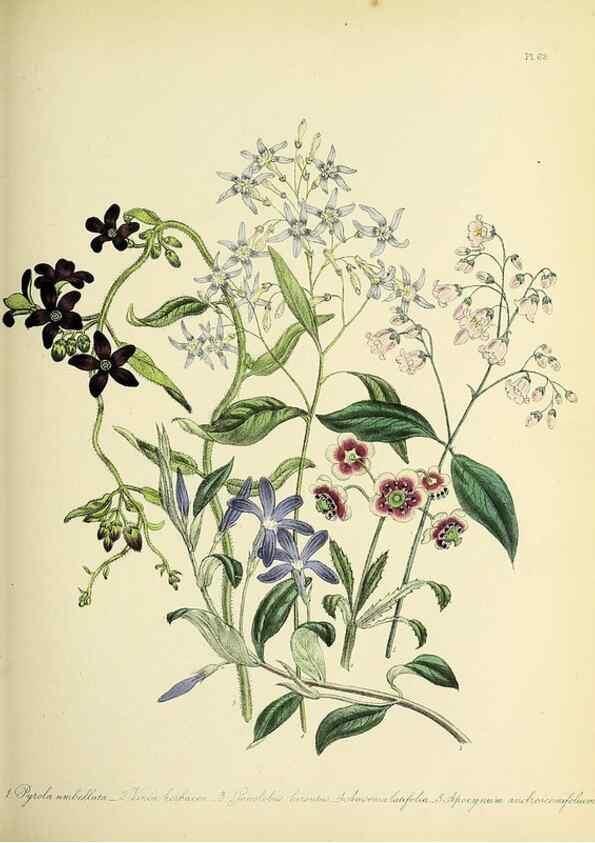 Reproducción/Reproduction 45850709905: The ladies' flower-garden of ornamental perennials.. London,W. Smith,1843-44.. 