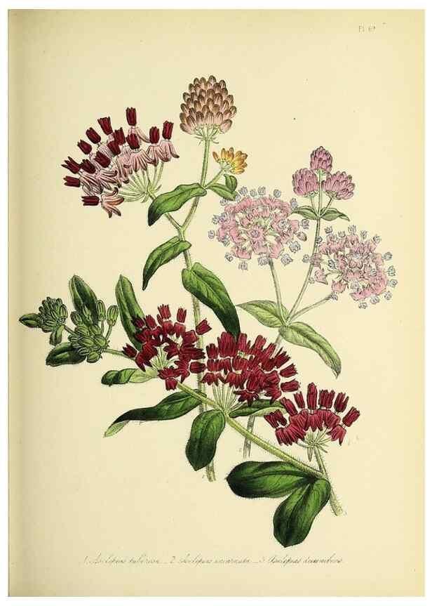 Reproducción/Reproduction 45850711005: The ladies' flower-garden of ornamental perennials.. London,W. Smith,1843-44.. 