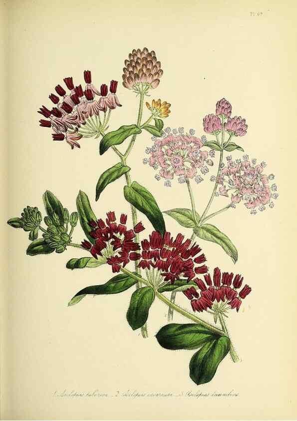 Reproducción/Reproduction 45850711005: The ladies' flower-garden of ornamental perennials.. London,W. Smith,1843-44.. 