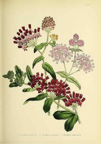 Reproducción/Reproduction 45850711005: The ladies' flower-garden of ornamental perennials.. London,W. Smith,1843-44.. 