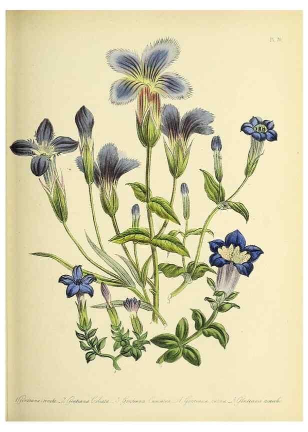Reproducción/Reproduction 39800583213: The ladies' flower-garden of ornamental perennials.. London,W. Smith,1843-44.. 
