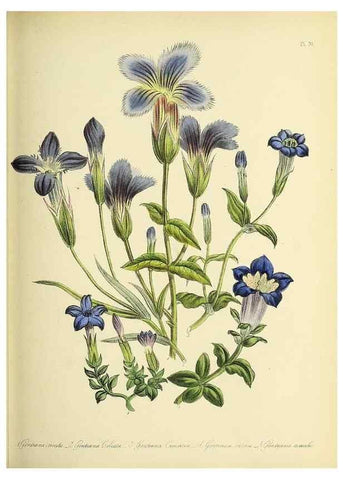 Reproducción/Reproduction 39800583213: The ladies' flower-garden of ornamental perennials.. London,W. Smith,1843-44.. 