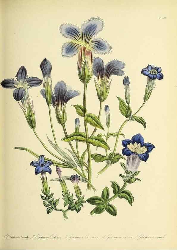 Reproducción/Reproduction 39800583213: The ladies' flower-garden of ornamental perennials.. London,W. Smith,1843-44.. 