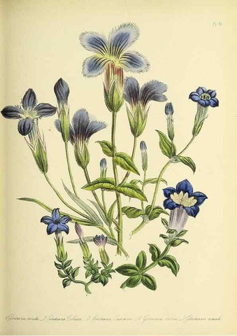 Reproducción/Reproduction 39800583213: The ladies' flower-garden of ornamental perennials.. London,W. Smith,1843-44.. 