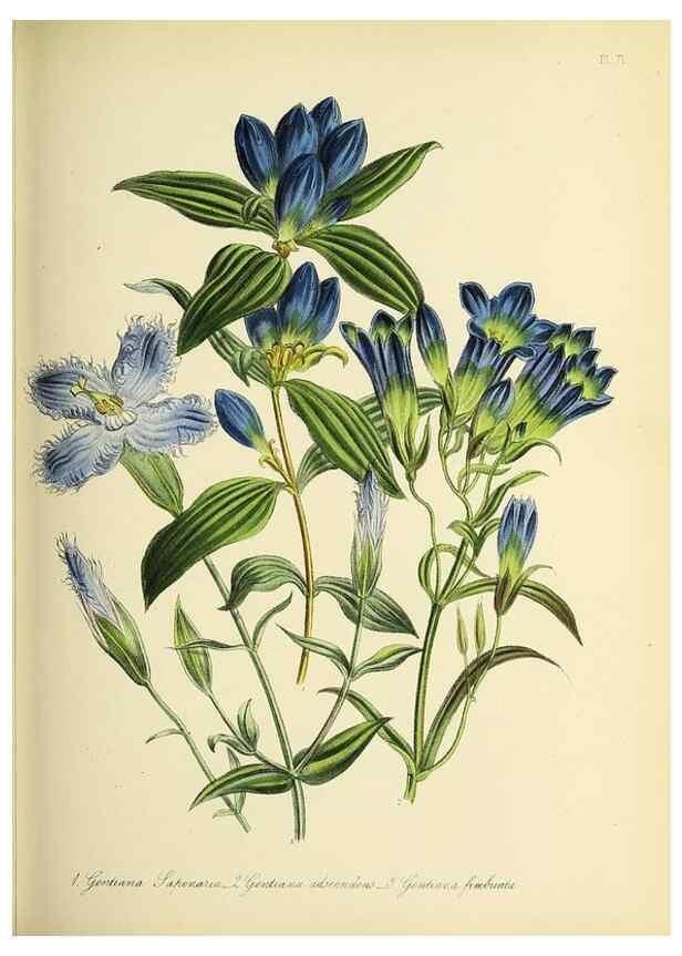 Reproducción/Reproduction 32890166278: The ladies' flower-garden of ornamental perennials.. London,W. Smith,1843-44.. 