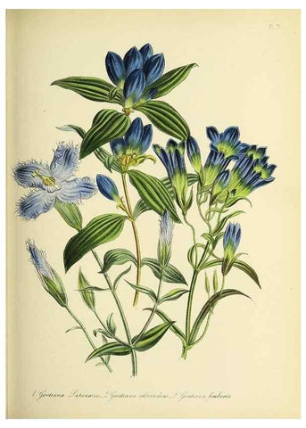 Reproducción/Reproduction 32890166278: The ladies' flower-garden of ornamental perennials.. London,W. Smith,1843-44.. 