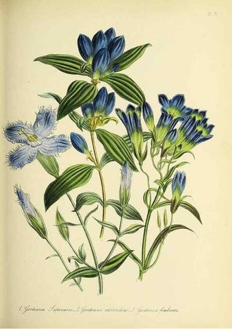 Reproducción/Reproduction 32890166278: The ladies' flower-garden of ornamental perennials.. London,W. Smith,1843-44.. 