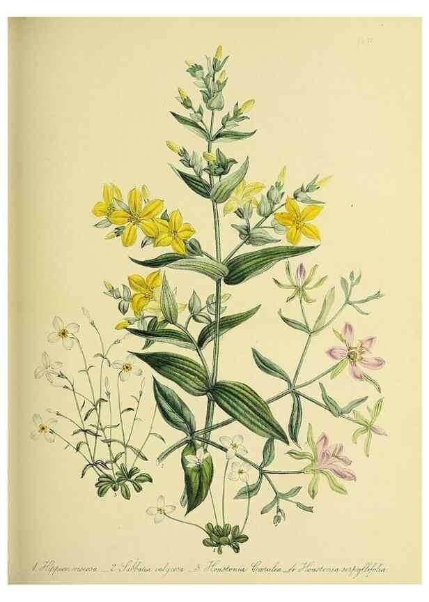 Reproducción/Reproduction 46712931642: The ladies' flower-garden of ornamental perennials.. London,W. Smith,1843-44.. 