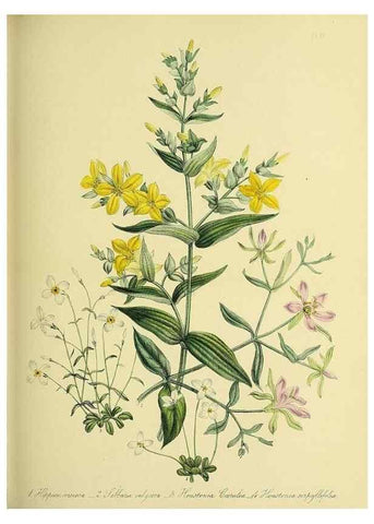 Reproducción/Reproduction 46712931642: The ladies' flower-garden of ornamental perennials.. London,W. Smith,1843-44.. 