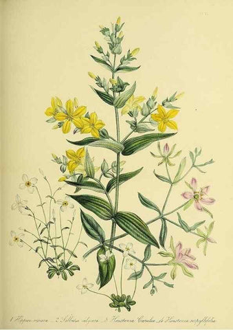 Reproducción/Reproduction 46712931642: The ladies' flower-garden of ornamental perennials.. London,W. Smith,1843-44.. 