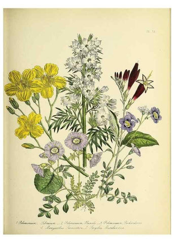 Reproducción/Reproduction 46040761524: The ladies' flower-garden of ornamental perennials.. London,W. Smith,1843-44.. 