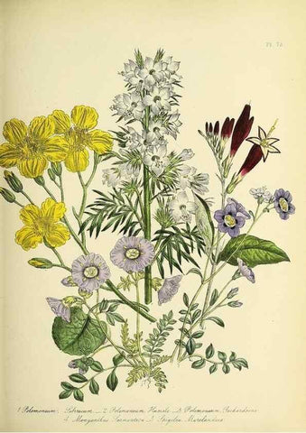 Reproducción/Reproduction 46040761524: The ladies' flower-garden of ornamental perennials.. London,W. Smith,1843-44.. 