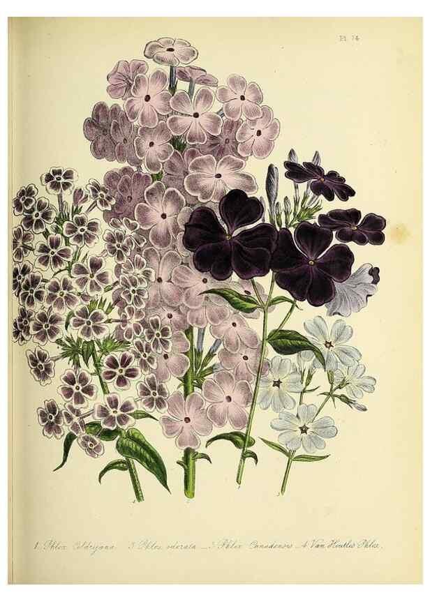 Reproducción/Reproduction 39800636143: The ladies' flower-garden of ornamental perennials.. London,W. Smith,1843-44.. 