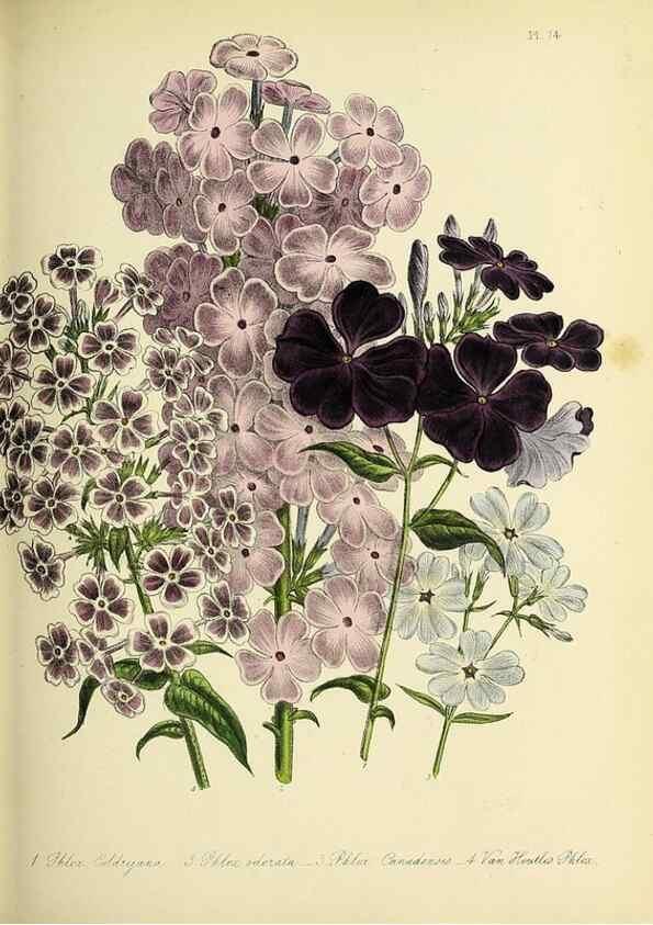Reproducción/Reproduction 39800636143: The ladies' flower-garden of ornamental perennials.. London,W. Smith,1843-44.. 
