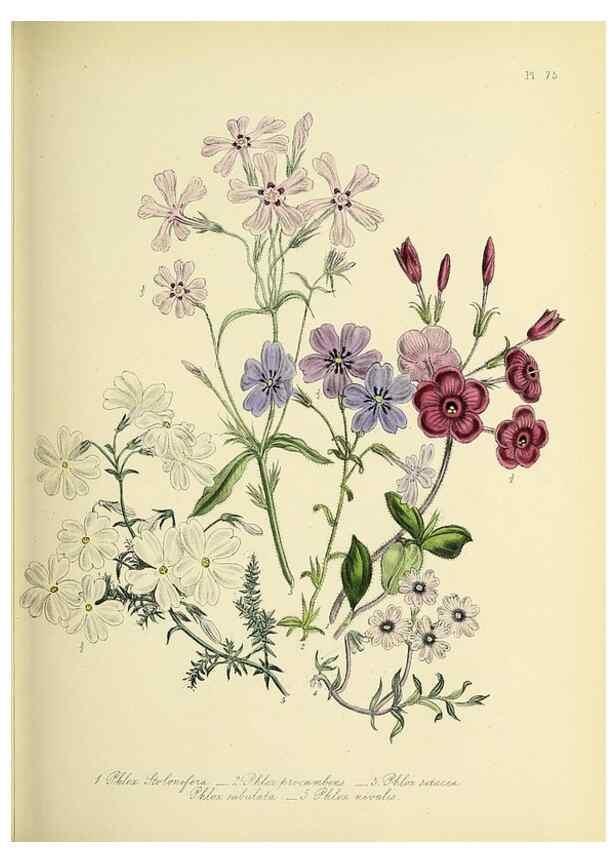 Reproducción/Reproduction 46040811674: The ladies' flower-garden of ornamental perennials.. London,W. Smith,1843-44.. 