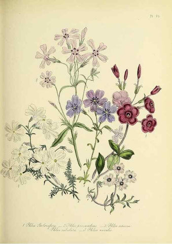 Reproducción/Reproduction 46040811674: The ladies' flower-garden of ornamental perennials.. London,W. Smith,1843-44.. 
