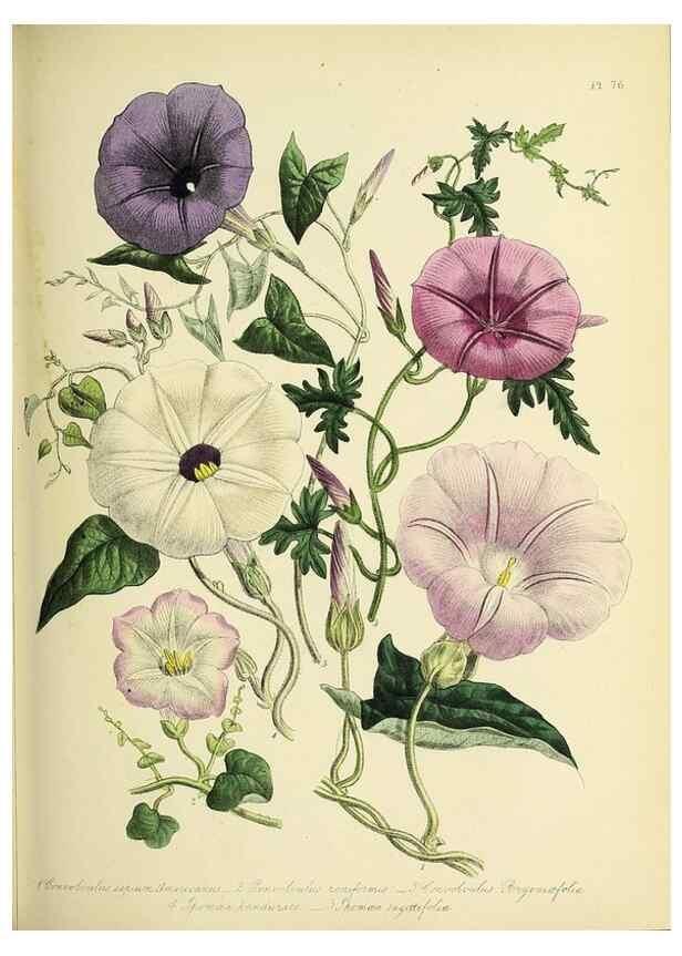 Reproducción/Reproduction 32890225928: The ladies' flower-garden of ornamental perennials.. London,W. Smith,1843-44.. 