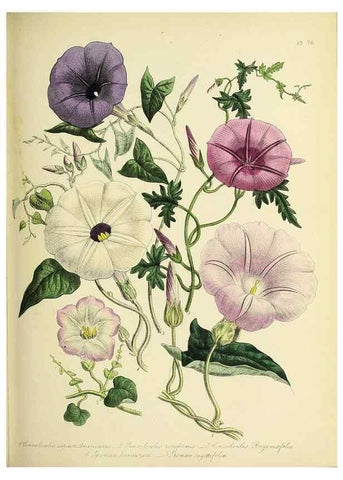 Reproducción/Reproduction 32890225928: The ladies' flower-garden of ornamental perennials.. London,W. Smith,1843-44.. 