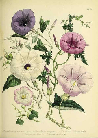 Reproducción/Reproduction 32890225928: The ladies' flower-garden of ornamental perennials.. London,W. Smith,1843-44.. 
