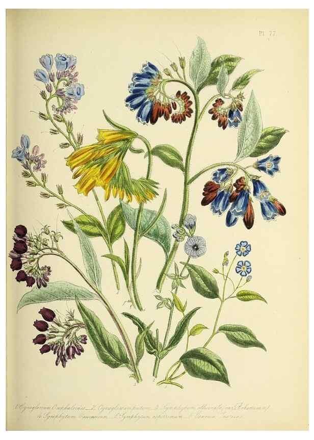 Reproducción/Reproduction 46040813894: The ladies' flower-garden of ornamental perennials.. London,W. Smith,1843-44.. 