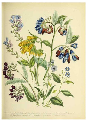 Reproducción/Reproduction 46040813894: The ladies' flower-garden of ornamental perennials.. London,W. Smith,1843-44.. 