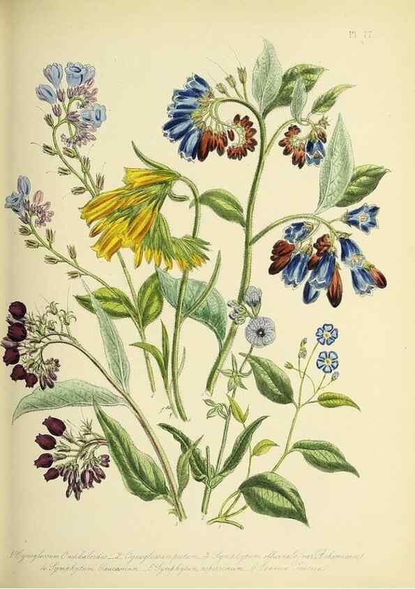 Reproducción/Reproduction 46040813894: The ladies' flower-garden of ornamental perennials.. London,W. Smith,1843-44.. 