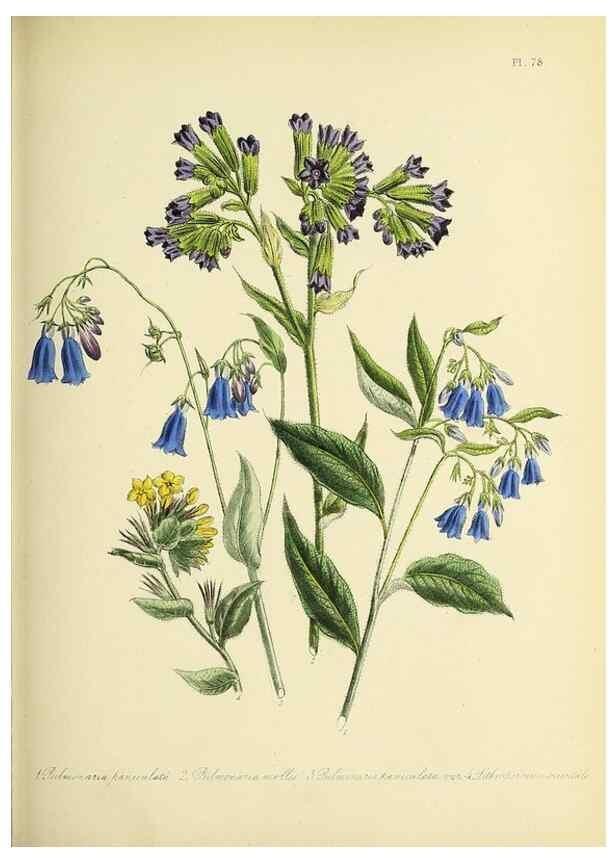 Reproducción/Reproduction 45850759125: The ladies' flower-garden of ornamental perennials.. London,W. Smith,1843-44.. 