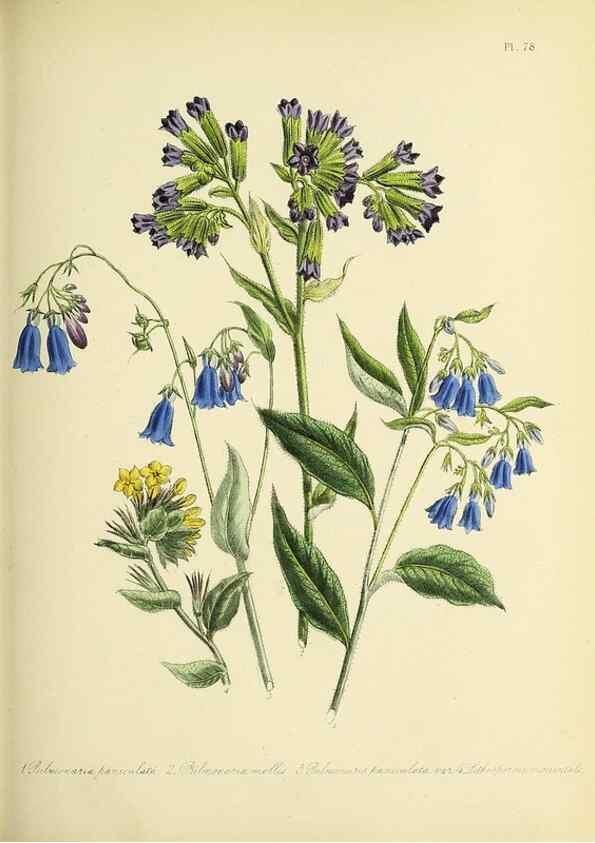 Reproducción/Reproduction 45850759125: The ladies' flower-garden of ornamental perennials.. London,W. Smith,1843-44.. 