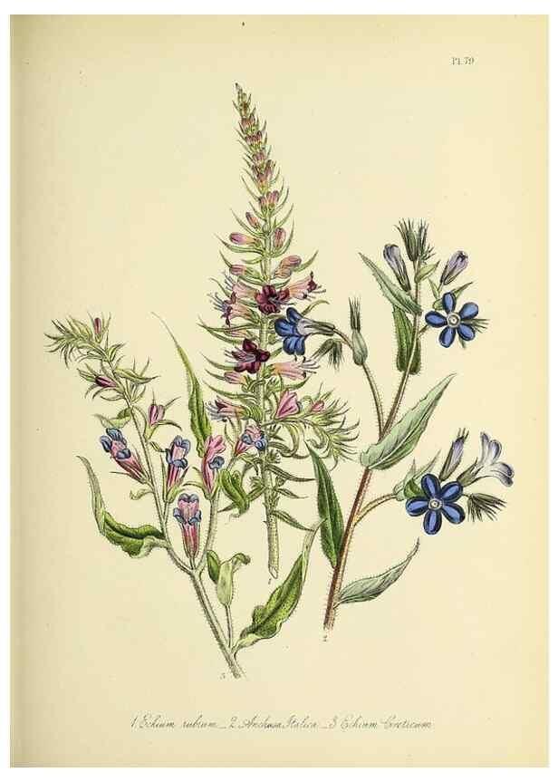 Reproducción/Reproduction 46040815494: The ladies' flower-garden of ornamental perennials.. London,W. Smith,1843-44.. 