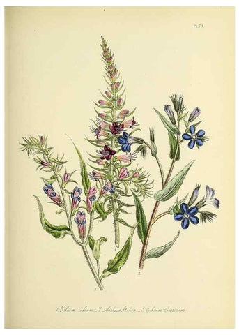 Reproducción/Reproduction 46040815494: The ladies' flower-garden of ornamental perennials.. London,W. Smith,1843-44.. 