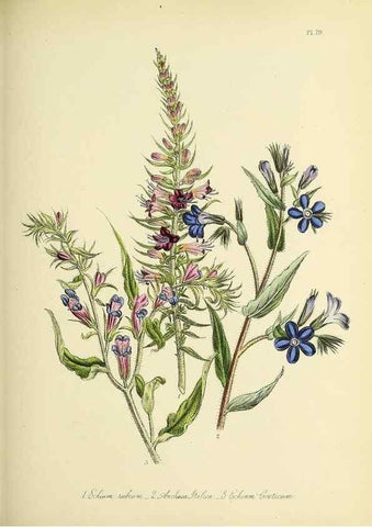 Reproducción/Reproduction 46040815494: The ladies' flower-garden of ornamental perennials.. London,W. Smith,1843-44.. 