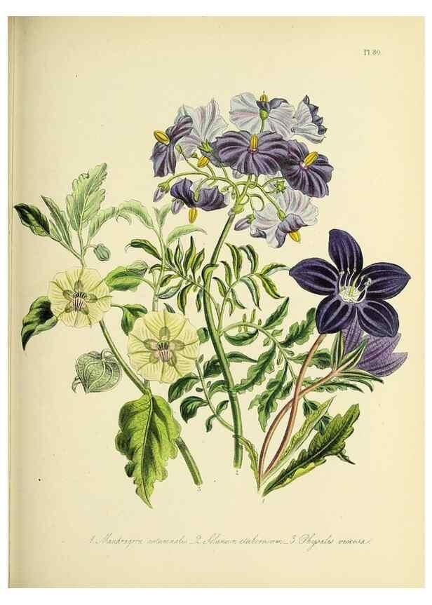 Reproducción/Reproduction 45850760495: The ladies' flower-garden of ornamental perennials.. London,W. Smith,1843-44.. 