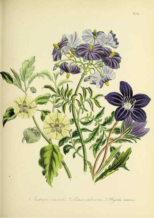 Reproducción/Reproduction 45850760495: The ladies' flower-garden of ornamental perennials.. London,W. Smith,1843-44.. 