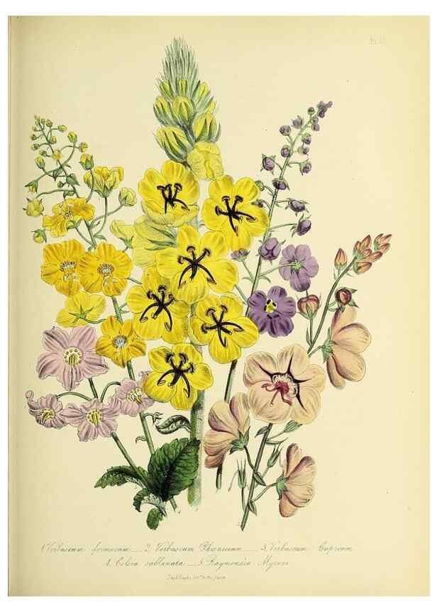 Reproducción/Reproduction 31824316177: The ladies' flower-garden of ornamental perennials.. London,W. Smith,1843-44.. 