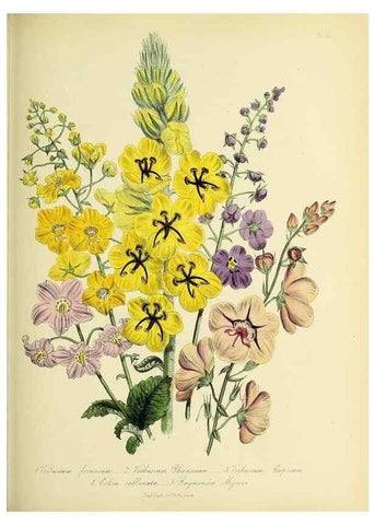 Reproducción/Reproduction 31824316177: The ladies' flower-garden of ornamental perennials.. London,W. Smith,1843-44.. 