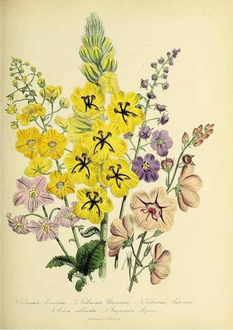 Reproducción/Reproduction 31824316177: The ladies' flower-garden of ornamental perennials.. London,W. Smith,1843-44.. 