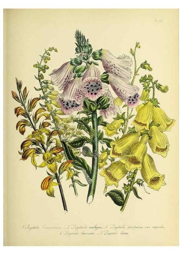 Reproducción/Reproduction 45850761795: The ladies' flower-garden of ornamental perennials.. London,W. Smith,1843-44.. 