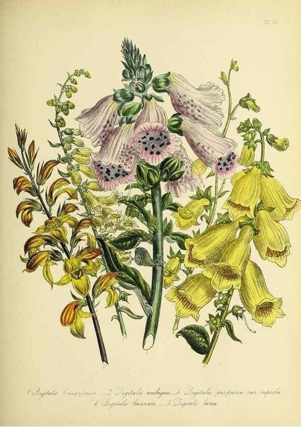 Reproducción/Reproduction 45850761795: The ladies' flower-garden of ornamental perennials.. London,W. Smith,1843-44.. 