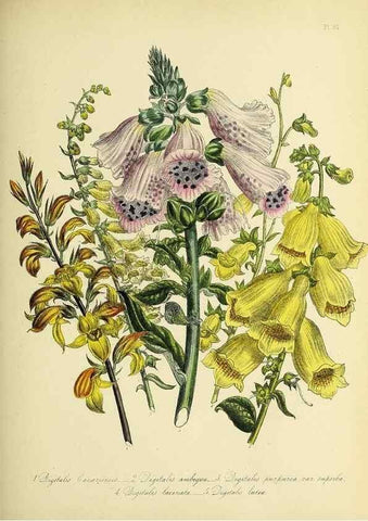 Reproducción/Reproduction 45850761795: The ladies' flower-garden of ornamental perennials.. London,W. Smith,1843-44.. 