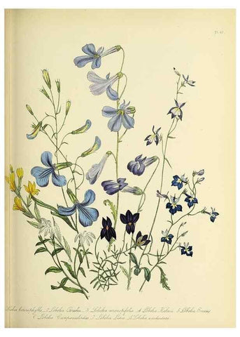 Reproducción/Reproduction 31824229237: The ladies' flower-garden of ornamental perennials.. London,W. Smith,1843-44.. 