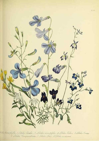 Reproducción/Reproduction 31824229237: The ladies' flower-garden of ornamental perennials.. London,W. Smith,1843-44.. 