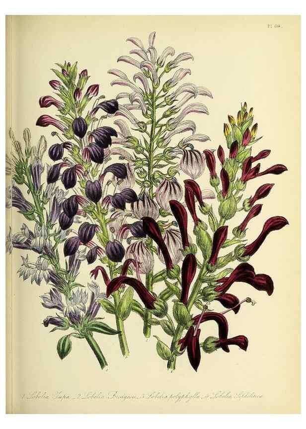 Reproducción/Reproduction 31824227757: The ladies' flower-garden of ornamental perennials.. London,W. Smith,1843-44.. 
