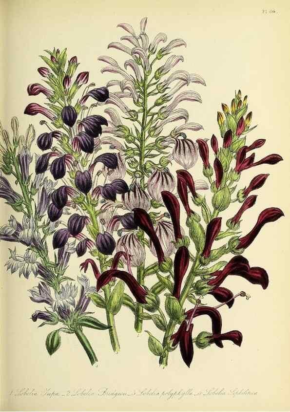 Reproducción/Reproduction 31824227757: The ladies' flower-garden of ornamental perennials.. London,W. Smith,1843-44.. 