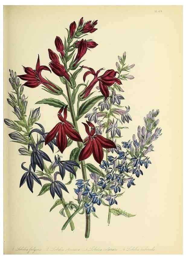 Reproducción/Reproduction 31824225957: The ladies' flower-garden of ornamental perennials.. London,W. Smith,1843-44.. 