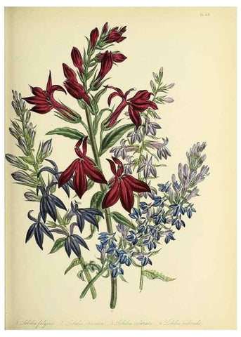 Reproducción/Reproduction 31824225957: The ladies' flower-garden of ornamental perennials.. London,W. Smith,1843-44.. 
