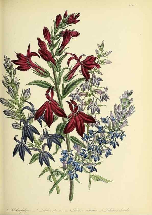 Reproducción/Reproduction 31824225957: The ladies' flower-garden of ornamental perennials.. London,W. Smith,1843-44.. 