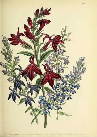 Reproducción/Reproduction 31824225957: The ladies' flower-garden of ornamental perennials.. London,W. Smith,1843-44.. 
