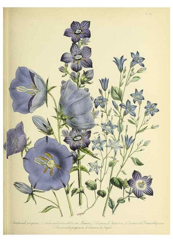 Reproducción/Reproduction 45850705975: The ladies' flower-garden of ornamental perennials.. London,W. Smith,1843-44.. 
