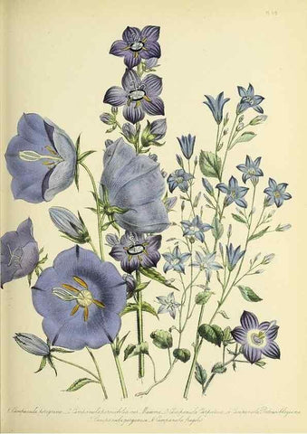 Reproducción/Reproduction 45850705975: The ladies' flower-garden of ornamental perennials.. London,W. Smith,1843-44.. 